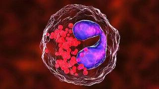 Eosinophil in Eosinophilic Asthma illustration 